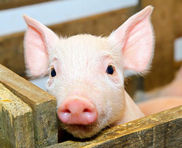 1618538475948162.jpg 豬.jpg