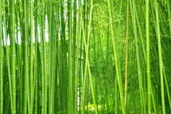 植物株高要如何測量？
